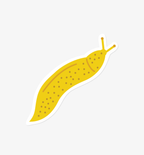 Banana Slug sticker